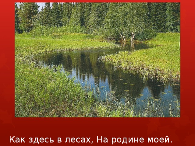 Как здесь в лесах, На родине моей. 