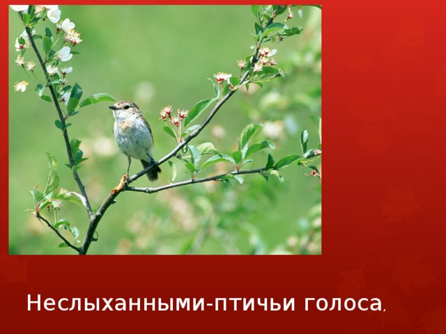 Неслыханными-птичьи голоса , 