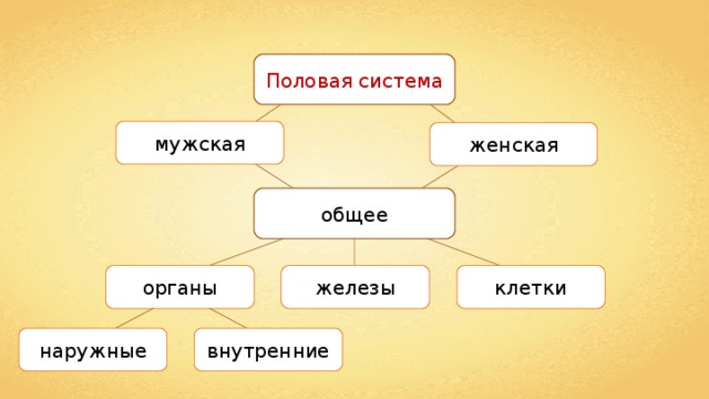 Органы размножения человека 8 класс презентация