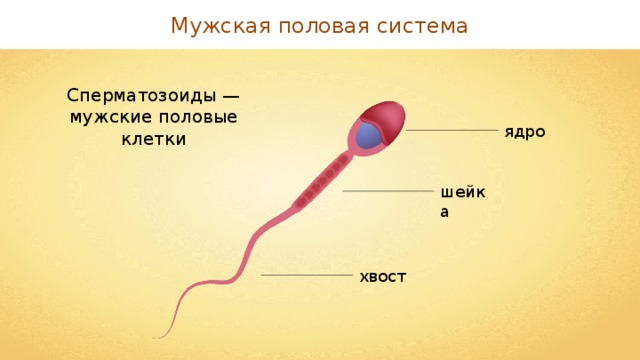 План по оплодотворению всех девушек смотреть