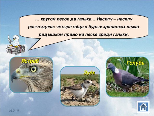  … кругом песок да галька… Насилу – насилу разглядела: четыре яйца в бурых крапинках лежат рядышком прямо на песке среди гальки. Ястреб   Голубь  Зуёк  22.04.17 22.04.17 