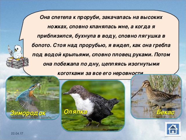  Она слетела к проруби, закачалась на высоких ножках, словно кланялась мне, а когда я приблизился, бухнула в воду, словно лягушка в болото. Стоя над прорубью, я видел, как она гребла под водой крыльями, словно пловец руками. Потом она побежала по дну, цепляясь изогнутыми коготками за все его неровности.   Бекас    Зимородок   Оляпка   22.04.17 22.04.17 22.04.17 