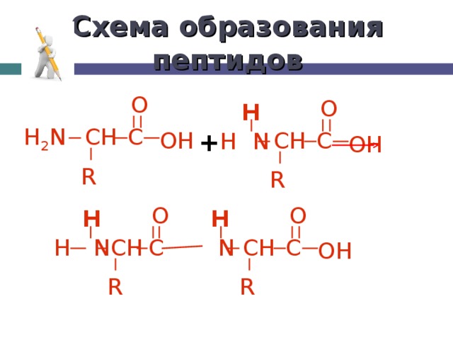 Схема образования пептидов O O H C H 2 N CH CH C + OH H  N OH R R O O H H C H  N CH C  N CH OH R R 