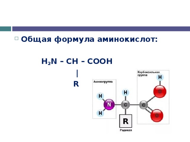 Общая формула аминокислот:    H 2 N – CH – COOH   |    R   