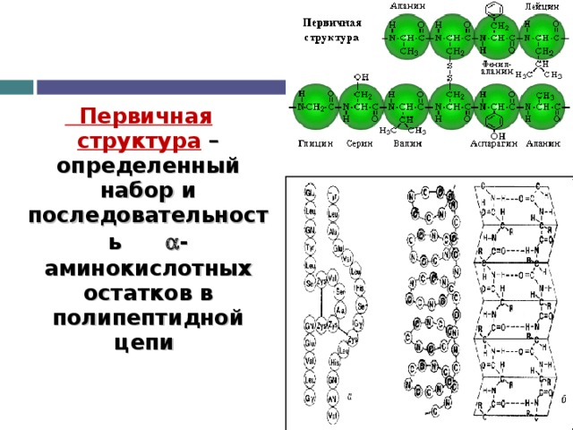  Первичная структура  – определенный набор и последовательность  -аминокислотных  остатков в полипептидной цепи   