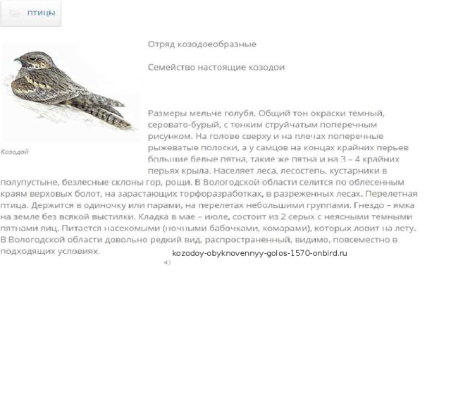 kozodoy-obyknovennyy-golos-1570-onbird.ru 