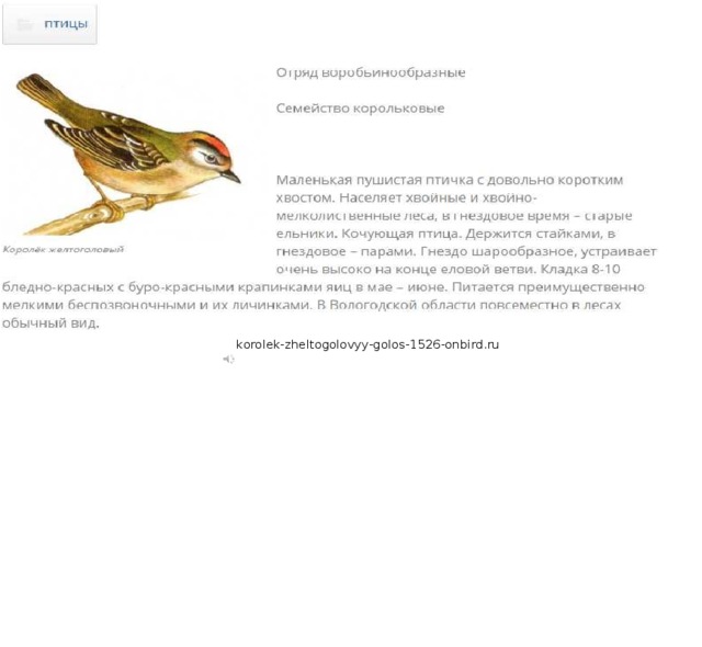 korolek-zheltogolovyy-golos-1526-onbird.ru 