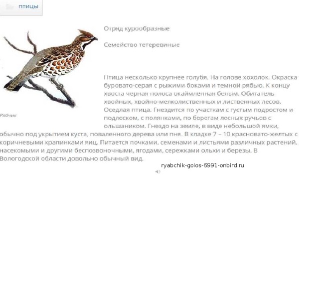 ryabchik-golos-6991-onbird.ru 