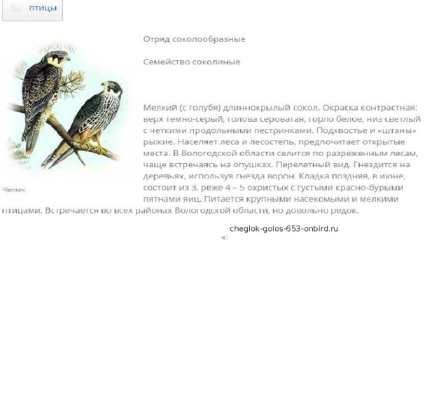 cheglok-golos-653-onbird.ru 