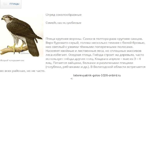 teterevyatnik-golos-1026-onbird.ru 