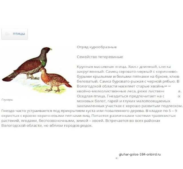 gluhar-golos-184-onbird.ru 