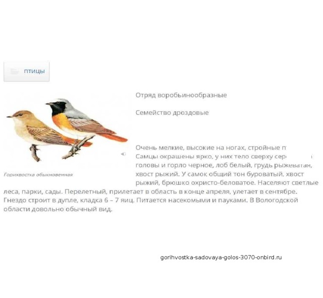 gorihvostka-sadovaya-golos-3070-onbird.ru 