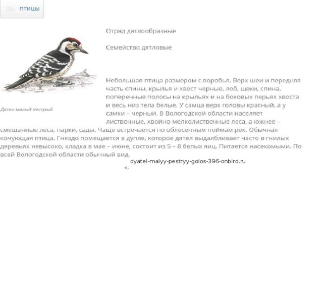 dyatel-malyy-pestryy-golos-396-onbird.ru 