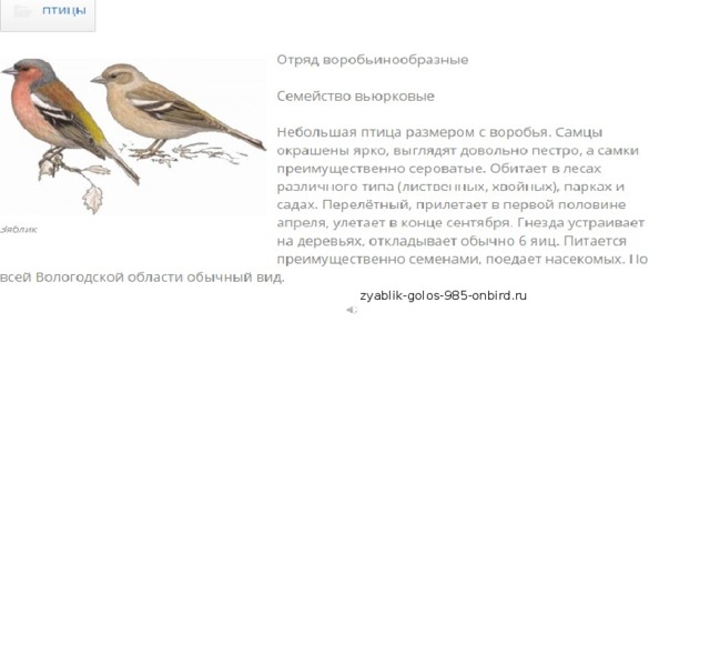 zyablik-golos-985-onbird.ru 