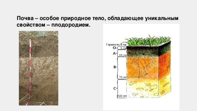 Почва особое природное образование презентация 8 класс пятунин