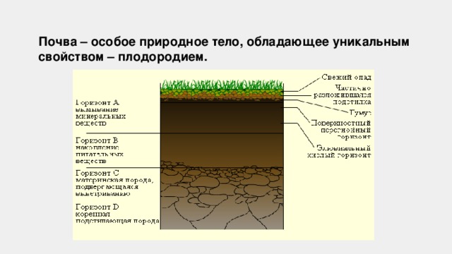Почва – особое природное тело, обладающее уникальным свойством – плодородием. 