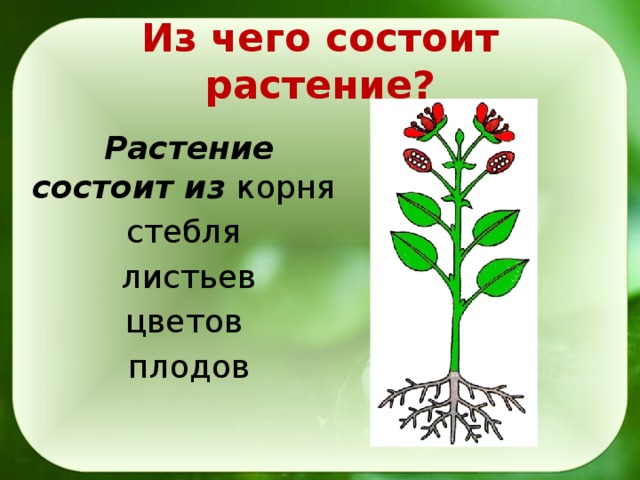 Из листьев и стебля состоят. Из чего состоит растение. Растение состоит из корня стебля. Корень стебель лист цветок. Беседа из чего состоит растение.