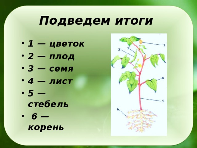Функции листа корня стебля