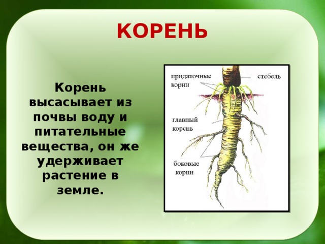 Пусть корень. Корни в почве. Корни из почвы. Растения высасывают из почвы. Корень высасывание.