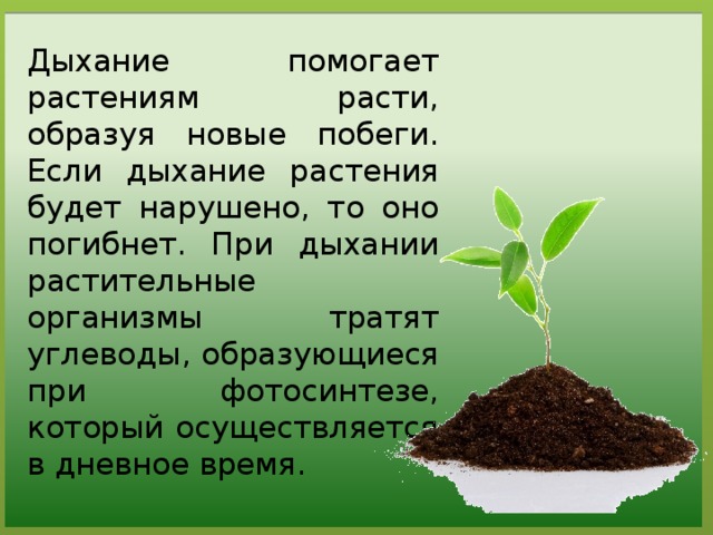 Кислород в дыхании растений. Дыхание растений. Процесс дыхания растений. Дыхание растений 6 класс биология. У растения в процессе дыхания образуется.