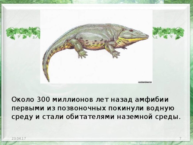 Около 300 миллионов лет назад амфибии первыми из позвоночных покинули водную среду и стали обитателями наземной среды. 23.04.17  