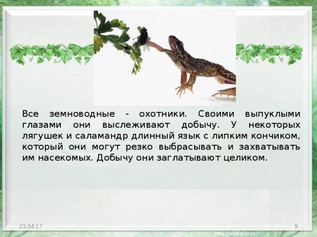 Все земноводные - охотники. Своими выпуклыми глазами они выслеживают добычу. У некоторых лягушек и саламандр длинный язык с липким кончиком, который они могут резко выбрасывать и захватывать им насекомых. Добычу они заглатывают целиком. 23.04.17  