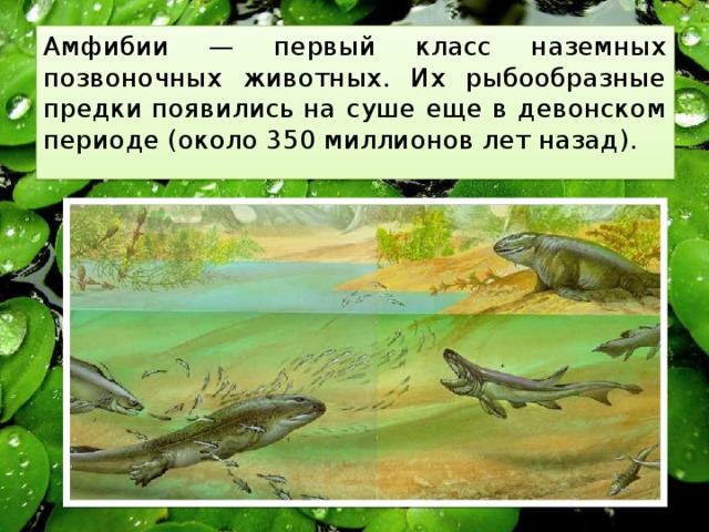 Амфибии — первый класс наземных позвоночных животных. Их рыбообразные предки появились на суше еще в девонском периоде (около 350 миллионов лет назад).  