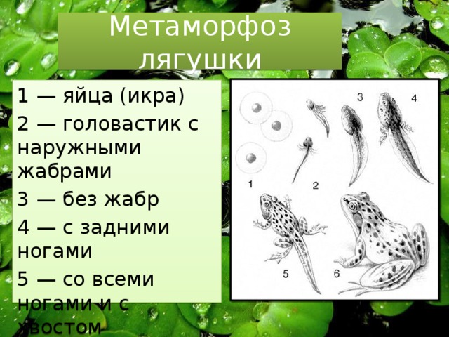 Какая передача используется в стандартной схеме к проекту метаморфоз лягушки