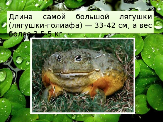Длина самой большой лягушки (лягушки-голиафа) — 33-42 см, а вес более 3,5-5 кг. 