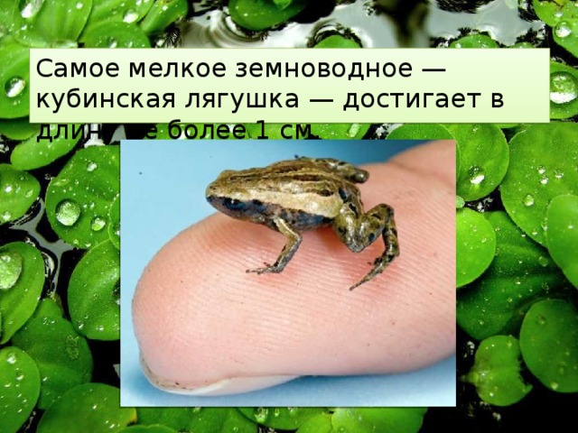 Самое мелкое земноводное — кубинская лягушка — достигает в длину не более 1 см. 