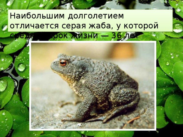 Наибольшим долголетием отличается серая жаба, у которой средний срок жизни — 36 лет 