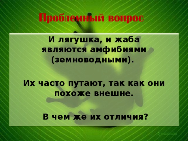 И лягушка, и жаба являются амфибиями (земноводными).  Их часто путают, так как они похоже внешне.   В чем же их отличия? 