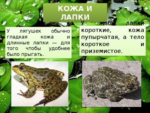 Лягушка жаба сходства и различия 2 класс