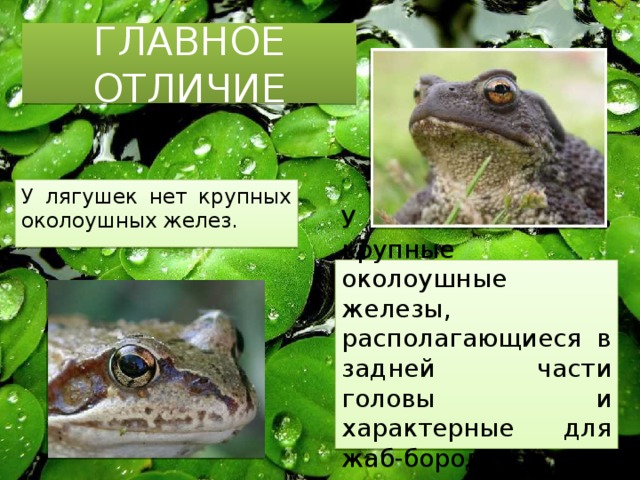ГЛАВНОЕ ОТЛИЧИЕ У лягушек нет крупных околоушных желез. У жабы есть крупные околоушные железы, располагающиеся в задней части головы и характерные для жаб-бородавок. 