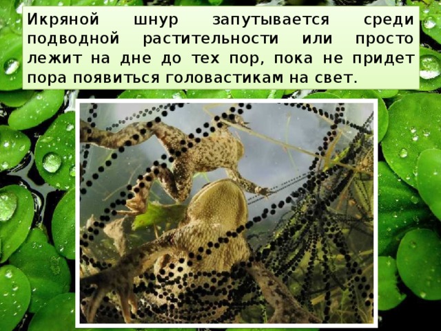 Икряной шнур запутывается среди подводной растительности или просто лежит на дне до тех пор, пока не придет пора появиться головастикам на свет. 