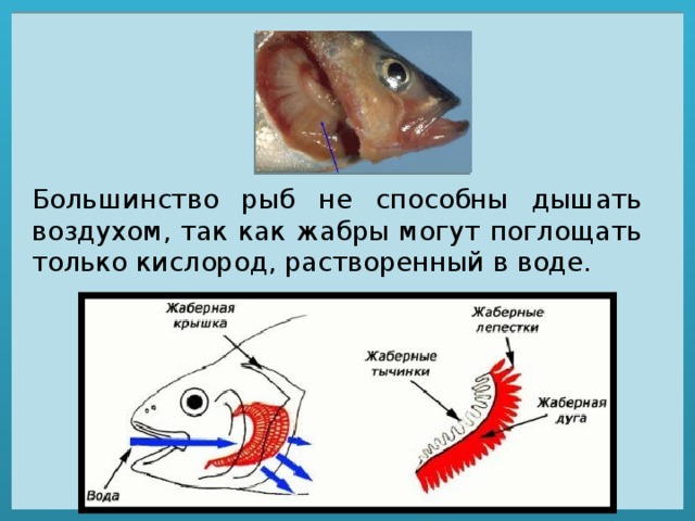 Рак дышит при помощи жабр растворенный в воде кислород проникает через тонкие стенки жабр в