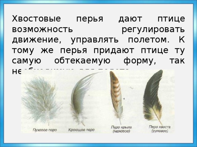 Хвостовые перья дают птице возможность регулировать движение, управлять полетом. К тому же перья придают птице ту самую обтекаемую форму, так необходимую для полета. 