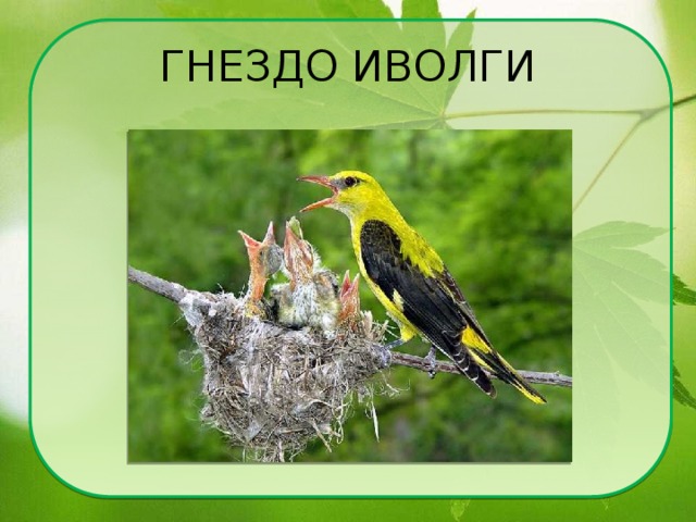 Иволга предложение. Иволга птица гнездо. Гнездо Иволги. Яйца Иволги. Гнездо Иволги картинки для детей.