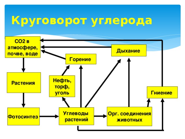 Презентация круговорот углерода в природе 9 класс презентация