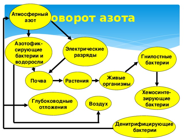 Атмосферный азот Круговорот азота Электрические Азотофик- разряды сирующие  бактерии и  водоросли Гнилостные бактерии Живые организмы Почва Растения Хемосинте- зирующие бактерии Глубоководные отложения Воздух Денитрифицирующие  бактерии 