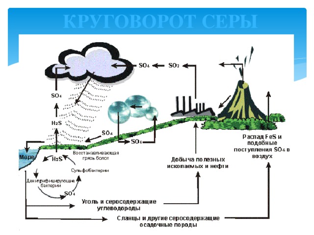 Круговорот веществ в лесу 3 класс схема окружающий мир 3 класс