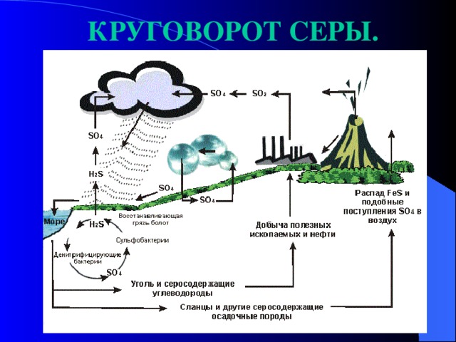 Биологический круговорот картинка