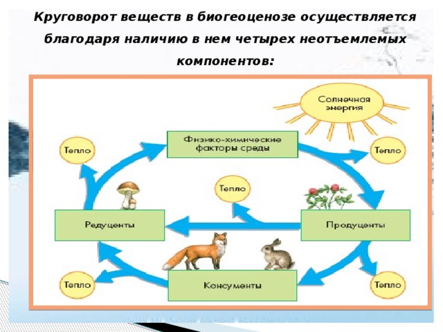 Круговорот веществ в природе схема 9 класс