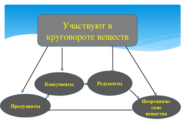 Круговорот веществ в природе 9 класс биология