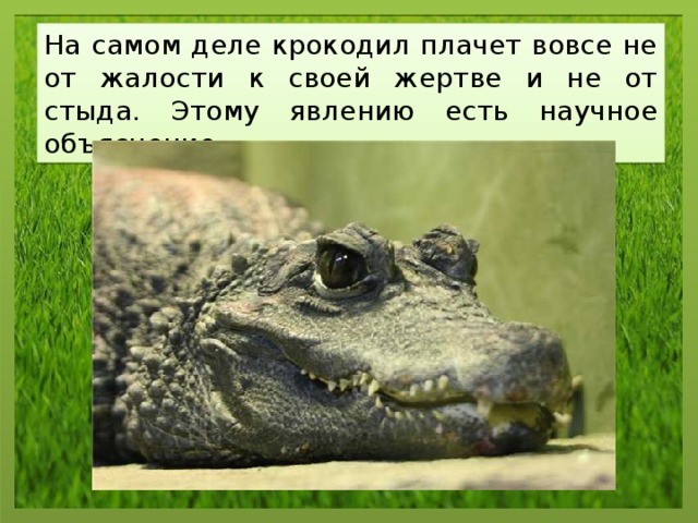 На самом деле крокодил плачет вовсе не от жалости к своей жертве и не от стыда. Этому явлению есть научное объяснение. 