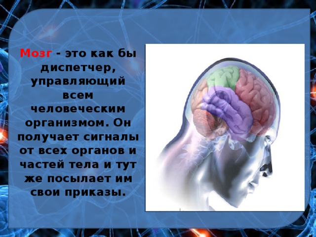 Мозг - это как бы диспетчер, управляющий всем человеческим организмом. Он получает сигналы от всех органов и частей тела и тут же посылает им свои приказы. 