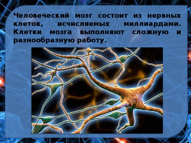 Человеческий мозг состоит из нервных клеток, исчисляемых миллиардами. Клетки мозга выполняют сложную и разнообразную работу. 