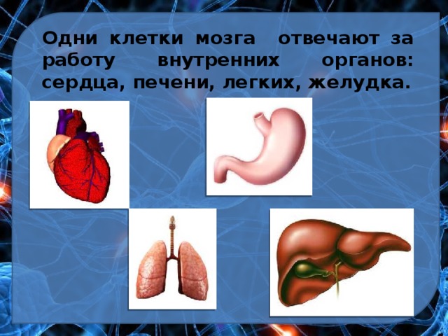 Одни клетки мозга отвечают за работу внутренних органов: сердца, печени, легких, желудка. 