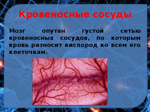 Кровеносные сосуды Мозг опутан густой сетью кровеносных сосудов, по которым кровь разносит кислород ко всем его клеточкам. 