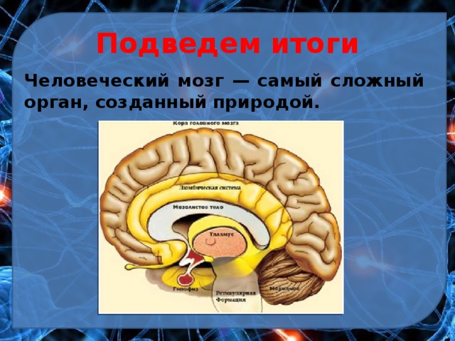 Подведем итоги Человеческий мозг — самый сложный орган, созданный природой. 